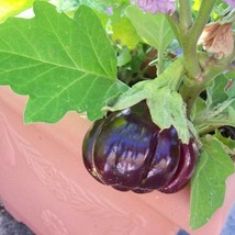 25 Ruffled Red Eggplant Pumpkin On A Stick Edible Ornamental Solanum Melongena S - £5.75 GBP