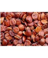 3000Pcs Ziziphus Jujuba - $767.51 MXN