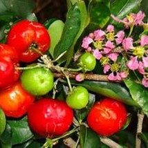 Barbados Cherry Malpighia Emarginata Small Well Rooted Starter Plant Garden Fres - $36.08