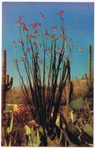 Postcard Ocotilla Flowering Desert Plant Arizona - $3.95