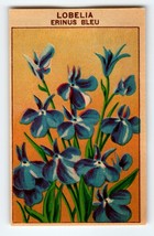 1920&#39;s Flower Art Print LOBELIA ERINUS Lithograph Original Made For Seed Pack - £10.09 GBP