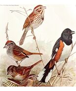 Sparrows And Towhee 1936 Bird Lithograph Color Plate Art Print Nature DW... - €21,45 EUR