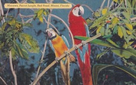 Miami Florida FL Parrot Jungle Macaws Postcard D19 - £2.38 GBP