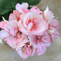 Geranium Peach Pink Light Color Ball-Types Flowers 10Pcs Seeds Heirloom Sweet Pe - £5.54 GBP