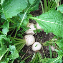 Grow In US Turnip White Egg Heirloom Organicly Grown 50 Seeds - £7.27 GBP