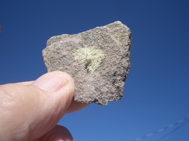 Coffinite Uranium Rock 0.8 Oz. 29,000. Cpm Uravan Colo. $16.00 + $12.80 S/H - £12.78 GBP