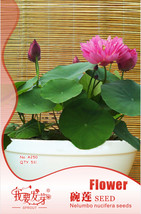 5 Seeds / , Bonsai Double Red Lotus Seeds, Perennial Nelumbo Nucifera #NF528 - £5.41 GBP