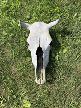 Steer Skull real taxidermy cow bone Wall Hanging western art decor boho ... - $47.99