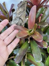 2 pups TROPICAL LANDSCAPE mini fireball PLANT Pup Bromeliad colorful - $309.96 MXN