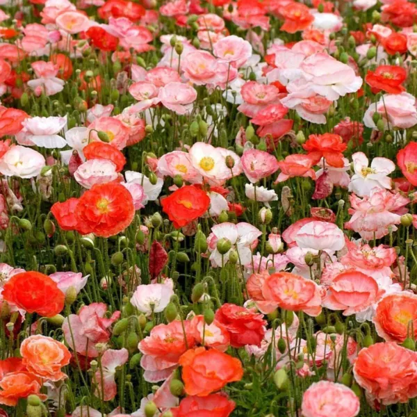 Poppies Red Corn Flanders Field Poppy Wildflower Heirloom Non Gmo 1500 Seeds 6 F - £7.99 GBP