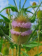 Purple Teasel 100 Seeds, Dipsacus Fullonum,   From US - $8.79