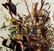 Mockingbird Fights Rattlesnake 1946 Color Art Print John James Audubon D... - $39.99