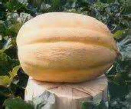 USA SELLER Jumbo Sweet Cantaloupe 25 Seeds Fresh New - £14.24 GBP