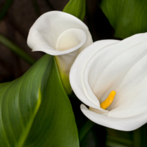 Cream White Calla Lily (Zantedeschia aethiopica) - 50 Seeds - $6.32