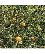 Poncirus Trifoliata Flying Dragon Dwarf Hardy Trifoliate Orange Tree Seeds Easy  - $13.97