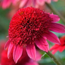 Echinacea &#39;SOLAR FLARE&#39; Dark Red Big Single Petals Bonsai Flowers 200 PCS Seeds - £8.27 GBP