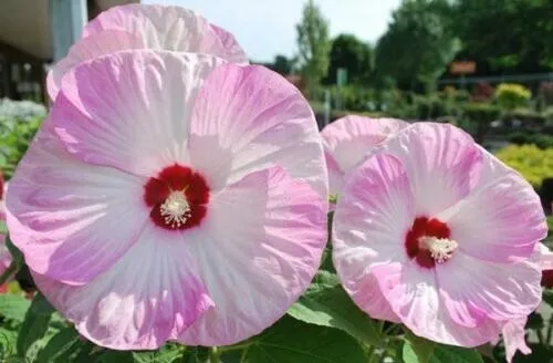 Hibiscus Moscheutos Luna Pink Swirl 20 Seeds Fresh Garden - £9.40 GBP