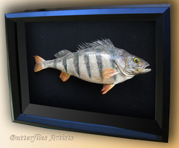 Real European Perch Perca Fluviatilis Fishing Trophy Framed Taxidermy Sh... - $298.99