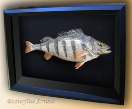 Real European Perch Perca Fluviatilis Fishing Trophy Framed Taxidermy Sh... - £238.99 GBP