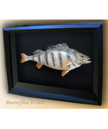 Real European Perch Perca Fluviatilis Fishing Trophy Framed Taxidermy Sh... - $5,680.68 MXN