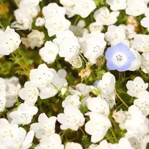 Enil Nemophila White Short 4-6&quot;&quot; Spring Blooms Containers Heirloom 200 Seeds - £3.58 GBP
