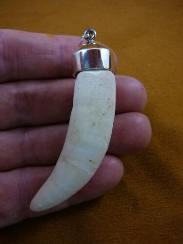Primary image for g968-35-10) Big 3-1/16" GATOR Alligator Tooth Teeth SILVER CAP pendant JEWELRY