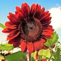 Grow In US 50pcs Velvet Queen Sunflower Seeds Big Red Blooms with Rouge Burgundy - £11.95 GBP