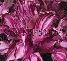 New Hosta Seeds Redish Purple And Light Pink Stripes Fast Ship - £11.60 GBP