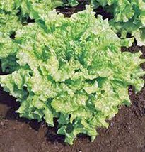 Lettuce Seed, Leaf Lettuce, Simpson Bs, Heirloom, Non GMO, 100 Seeds, - £2.35 GBP