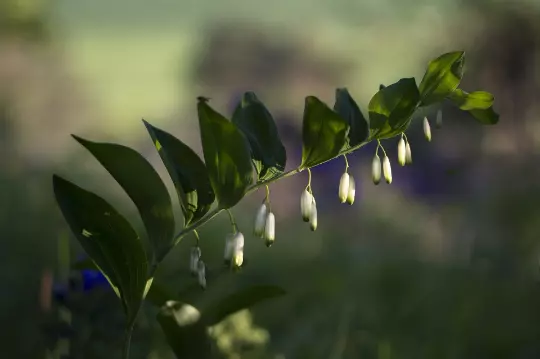 Solomons Sealpolygonatum Biflorum Heirloom 10 Seeds Fresh - £6.46 GBP