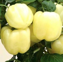 200 White Bell Pepper Seeds Chili Capsicum Seed - £6.21 GBP
