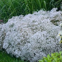 Baby&#39;S Breath Gypsophila Covent Garden.  150 Seeds.  Heirloom??From US - $8.50