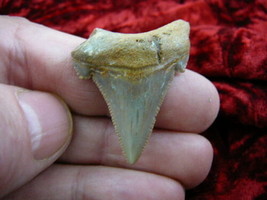 (s228-7) 1-5/8&quot; Fossil MEGALODON Shark Tooth Teeth JEWELRY I love sharks fossils - £27.08 GBP