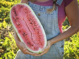 100+ Charleston Grey Watermelon Seeds - Heirloom - Organic - Non Gmo ----- Giant - £3.14 GBP