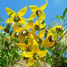 FREE SHIPPING 20 seeds Golden Bell Clematis Vine {Clematis tangutica}  - £10.14 GBP