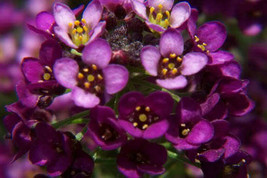 100 Easter Bonnet Alyssum Lobularia Maritima Flower Seeds Fresh Seeds USA - $15.20