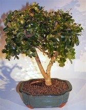 Flowering Campeche Bonsai Tree - Large   (haematoxylum campechianum)  - £59.22 GBP