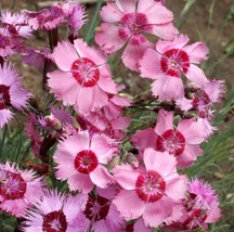 SEPT Cottage Pinks Dianthus Seeds 100+ Flower Dianthus Plumarius S&amp;H Perennial - £4.54 GBP