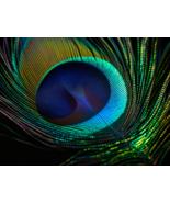 Iridescent Peacock Feather Image Art Poster 18 x 24 in A - $26.99
