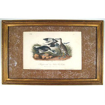 Semipalmated Snipe O Willet De &quot;The Aves De America&quot; por John James Audubon - £207.73 GBP