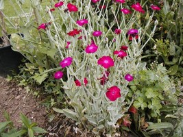 VC 150 Seeds Pink Rose Campion Sun Perennial Groco* Easy Grow - $9.77