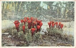 AMERICAN DESERT~THORNY CUCUMBER CACTUS-LARGE CRIMSON FLOWERS-1920s POSTCARD - $4.27