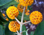 Sale 10 Seeds Orange Ball Tree / Golden Butterfly Bush Buddleja Globosa ... - $9.90