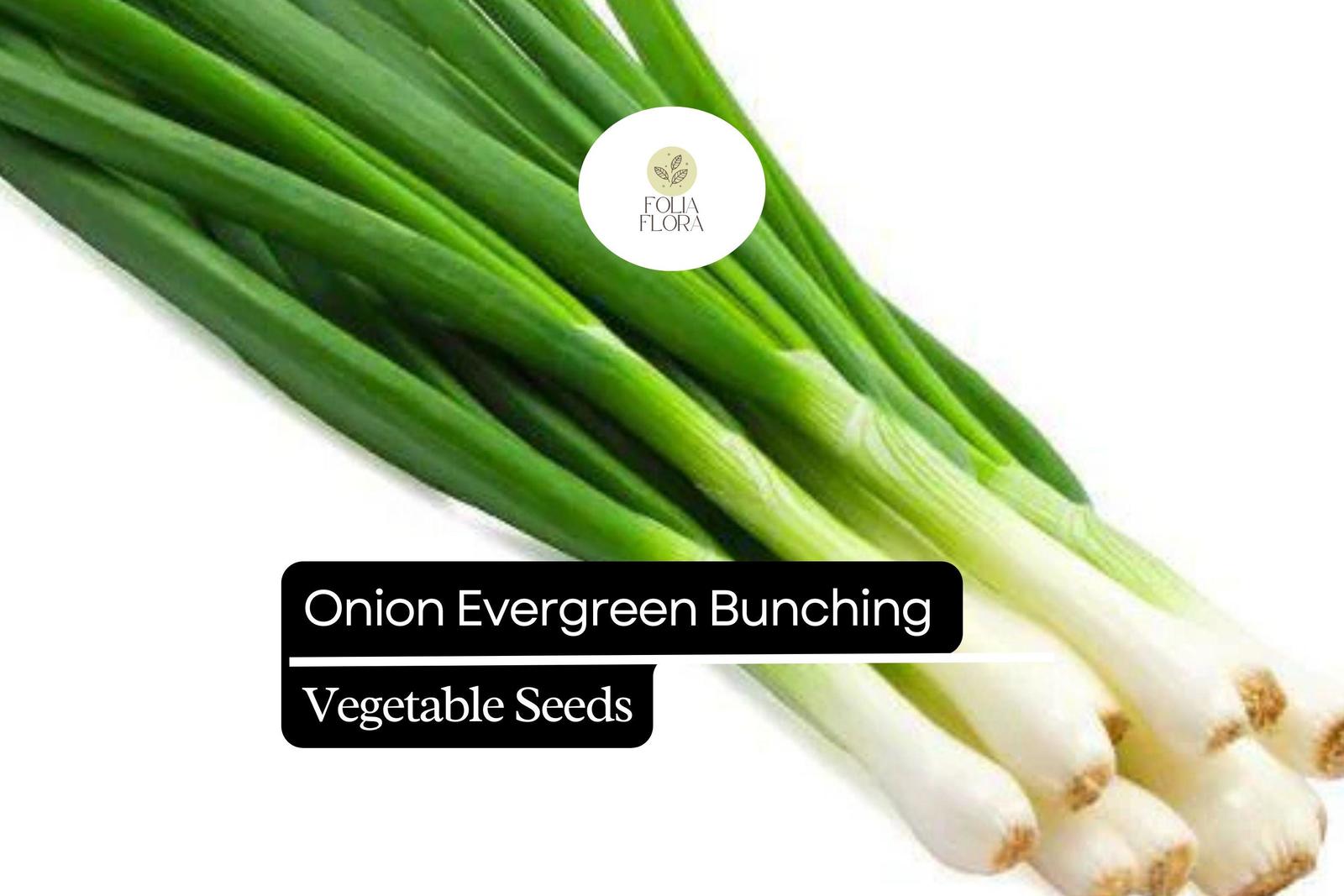 200 Evergreen Bunching Onion Seeds – Allium fistulosum – Heirloom, Fast-... - $5.14
