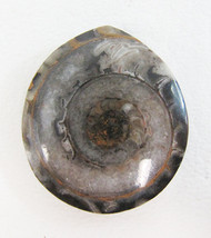 Gorgeous Vintage Ammonite Shell Fossil Pendant - $19.79