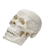 Miniature Human Adult Skull Model, 3 Part - Medical Quality Anatomical R... - $15.38