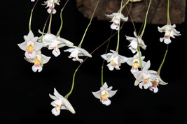 Dendrobium Extinctorium / Conchidium Extinctorium Micro Miniature Orchid Mounted - £22.84 GBP