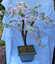 15” Cherry Blossom Bonsai Styled Artificial Tree w/Decor Planter. Retail $98 - £37.37 GBP