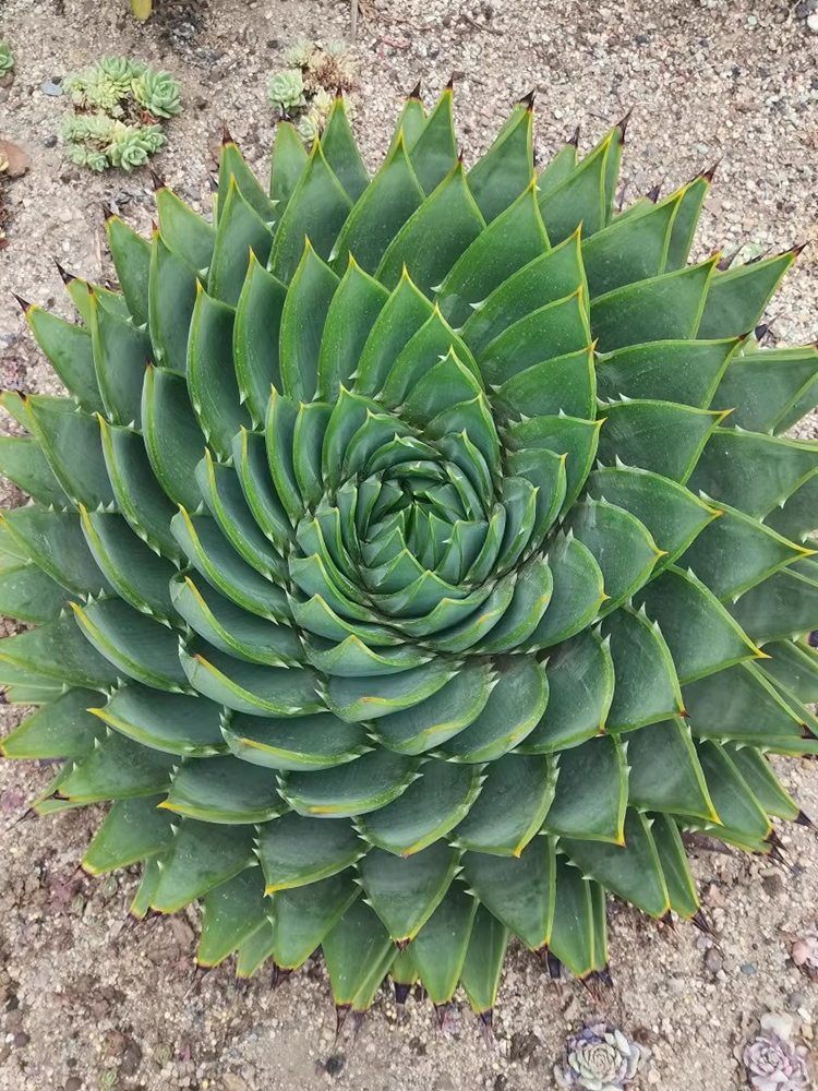 Aloe Polyphylla Garden USA Seller