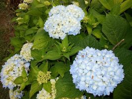 Nikko Blue Hydrangea qt pot image 4